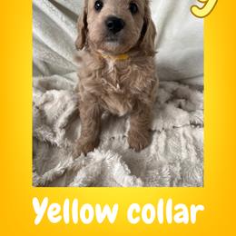 Cavapoo and Poodle Puppies from Cara Howell