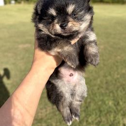 Theodore - Black and tan male Pomeranian puppy in Scottsburg, Virginia from Summer Set Poms