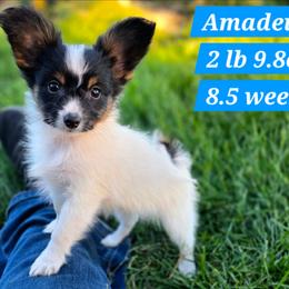 L3A Rock Me Amadeus - White black and tan male Papillon puppy in Davenport, Washington from Lovely Ladies and Little Asses Miniature Equines (L3A Pomeranians & Papillons)
