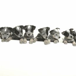Australian Cattle Dog Puppies from Willowbrook Kennels