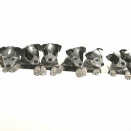 Australian Cattle Dog Puppies from Willowbrook Kennels