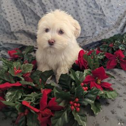BOY 2 - White male Maltese puppy in Nevada from LAS VEGAS PUPPY