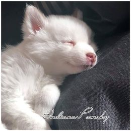 Pomsky Puppies from Indiana Pomsky