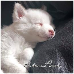Pomsky Puppies from Indiana Pomsky