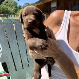 Labrador Retriever Puppies from The Sugar & Spice Ranch Labrador Retrievers