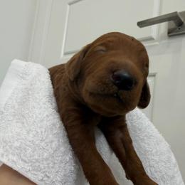 Black collar - Red  male Poodle puppy in San Benito, Texas from Irene's Poodles