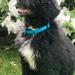 Portuguese Water Dogs from SeaIsle Portuguese Water Dogs