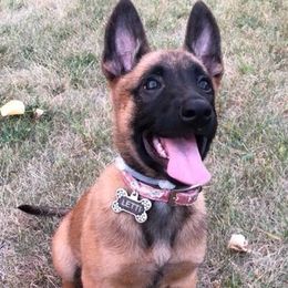 Belgian Malinois All Grown Up from Liberty Malinois