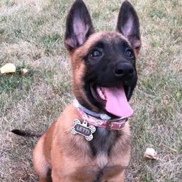 Belgian Malinois All Grown Up from Liberty Malinois