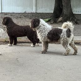 Chari - Spanish Water Dog