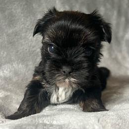 Hank - Chocolate and tan male Yorkshire Terrier puppy in Jacksonville, Florida from The Yorkie Shack