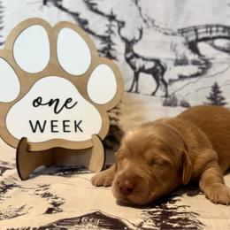 Latte - Red female Dachshund puppy in Dothan, Alabama from Little House Pups