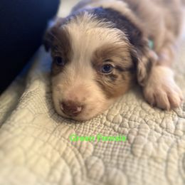 Australian Shepherd Puppies from Aussie Tree-O