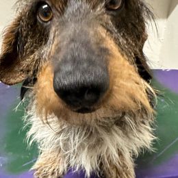Hawklet - Dachshund