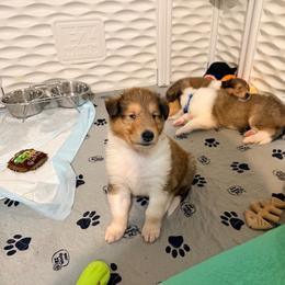 Blue, Green, Yellow, Gray, Red, Light Green, White - Sable male Collie puppy in Newburgh, New York from Eye Spy