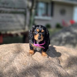 AKC Remi :) - Black and tan female Dachshund puppy in Centerville, Iowa from Barnyard Dachshunds, Dals & Doodles