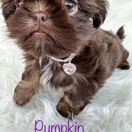 Shih Tzu Puppies from LaDawn’s Little Lions