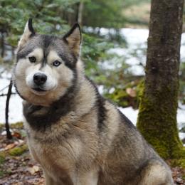 Deidre - Siberian Husky
