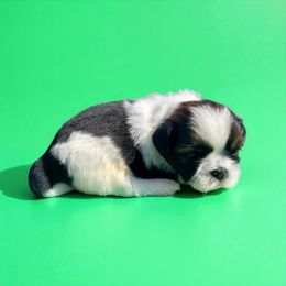AKC-Yoshi - Tricolor male Shih Tzu puppy in Charlotte, North Carolina from Judy's Shih Tzus