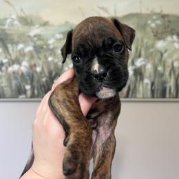 Xena - Brindle female Boxer puppy in Henderson, Tennessee from Vom Broadvalley
