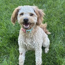 Duchess - Goldendoodle