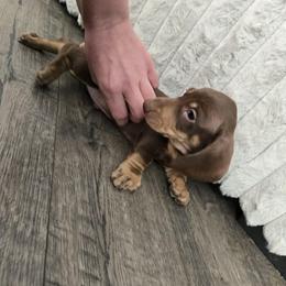 Snickers - Chocolate and cream male Dachshund puppy in Price, Utah from Stone Kennels