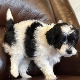 Clove Spice Girl (GREEN Girl) - Black female Goldendoodle puppy in Highland, Utah from Angel Pups Deluxe