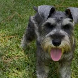 King - Salt and pepper male Miniature Schnauzer puppy in Carriere, Mississippi from Sassy Schnauzers