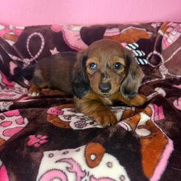 Maple - Dapple female Dachshund puppy in Lake City, Florida from My Ditzy Doxies of Florida