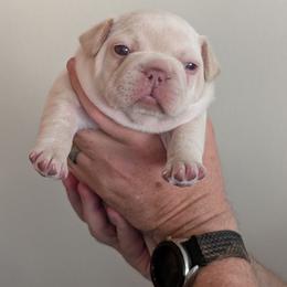 Black Collar Boy - Cream male French Bulldog puppy in Melba, Idaho from Frost's Frenchies