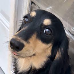 Boba - Dachshund