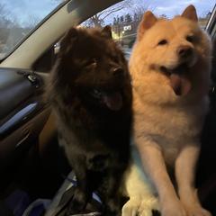 Chow Chow Puppies from Darling Chows