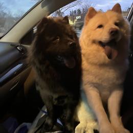 Chow Chow Puppies from Darling Chows