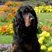 Gordon Setters and Irish Red and White Setters from Moonstone Setters