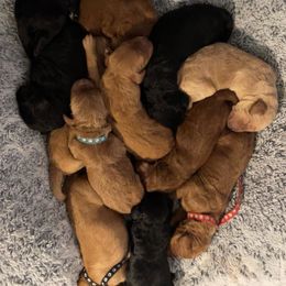 Goldendoodle and Poodle Puppies from Doodles by Design