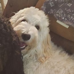 Goldendoodles from Teresa's Goldendoodles