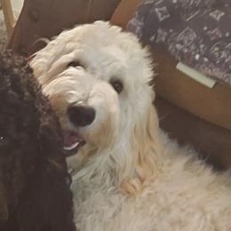 Goldendoodles from Teresa's Goldendoodles