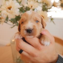 Daisy - Apricot female Goldendoodle puppy in San Tan Valley, Arizona from Golden Haven Puppies