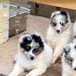 Shetland Sheepdog Puppies from Double Dare Shelties