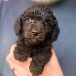 Hot Cocoa - with training - Brown female Poodle puppy in Boonville, North Carolina from Doods & Dolls