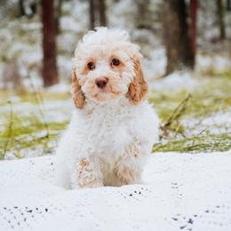 Roan Merle Girl - Lemon roan female Cockapoo puppy in Dixon, Montana from Super Z Kennels