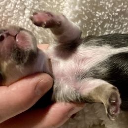 Maltipoo, Morkie, and Yorkipoo Puppies from Danza Bolo