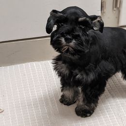 Miniature Schnauzer Puppies from Pawesome Pups