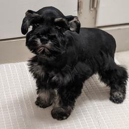 Miniature Schnauzer Puppies from Pawesome Pups