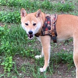 Suki - Shiba Inu