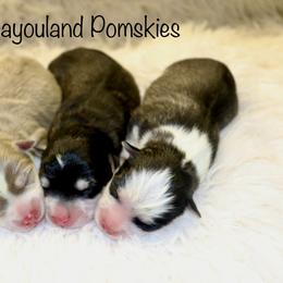 Boy 2 - Black and white male Pomsky puppy in Denham Springs, Louisiana from Bayouland Pomskies