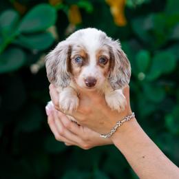 Bolt - Piebald male Dachshund puppy in Fort Myers, Florida from Blossom Paws
