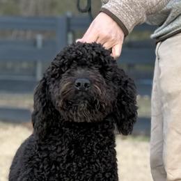 Supreme - Barbet