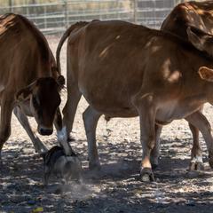 Swedish Vallhunds from Skaldsong Swedish Vallhunds
