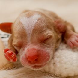 Jacks - Caramel cream male Australian Labradoodle puppy in Redding, California from Shasta Royal Monroe Puppies